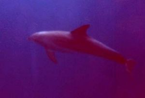 red sea dolphin 4  MMII YS60 by Hilal  Uysal 